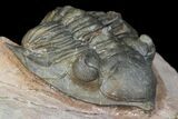 Metacanthina Trilobite - Lghaft, Morocco #130527-5